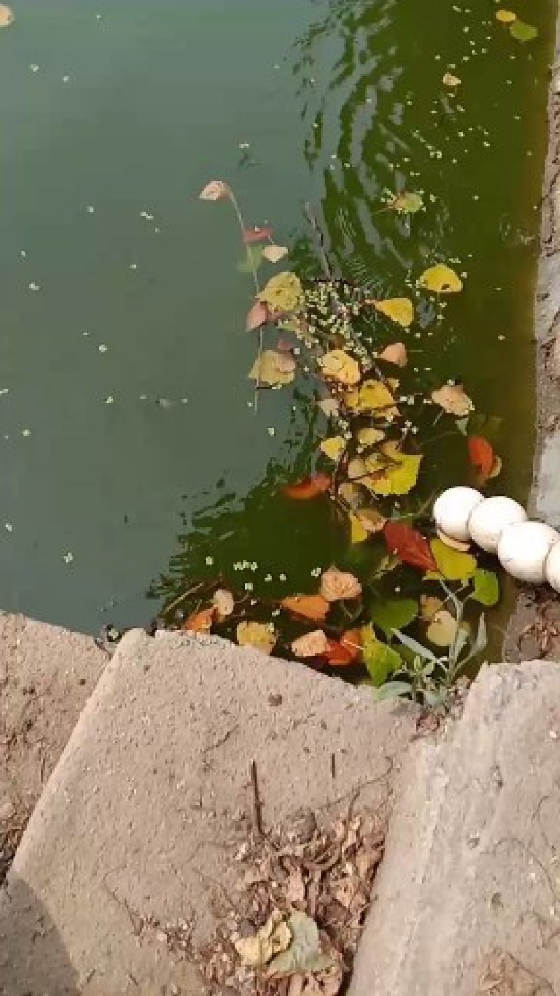 出售草鱼苗