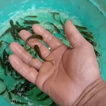 出售草鱼苗
