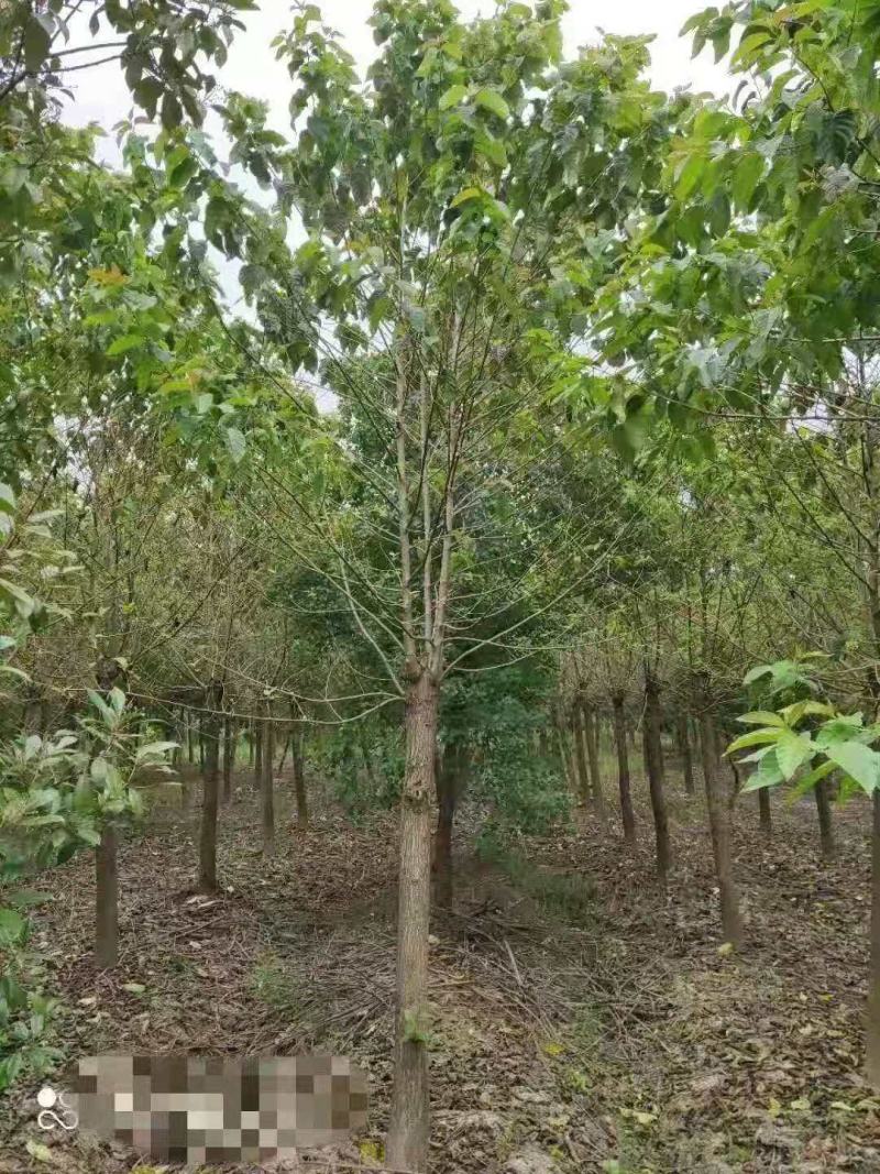 喜树/绿化苗木/乔灌木/喜树树苗/喜树种苗/喜树林木