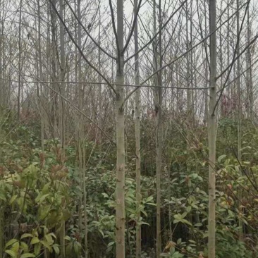 喜树/绿化苗木/乔灌木/喜树树苗/喜树种苗/喜树林木