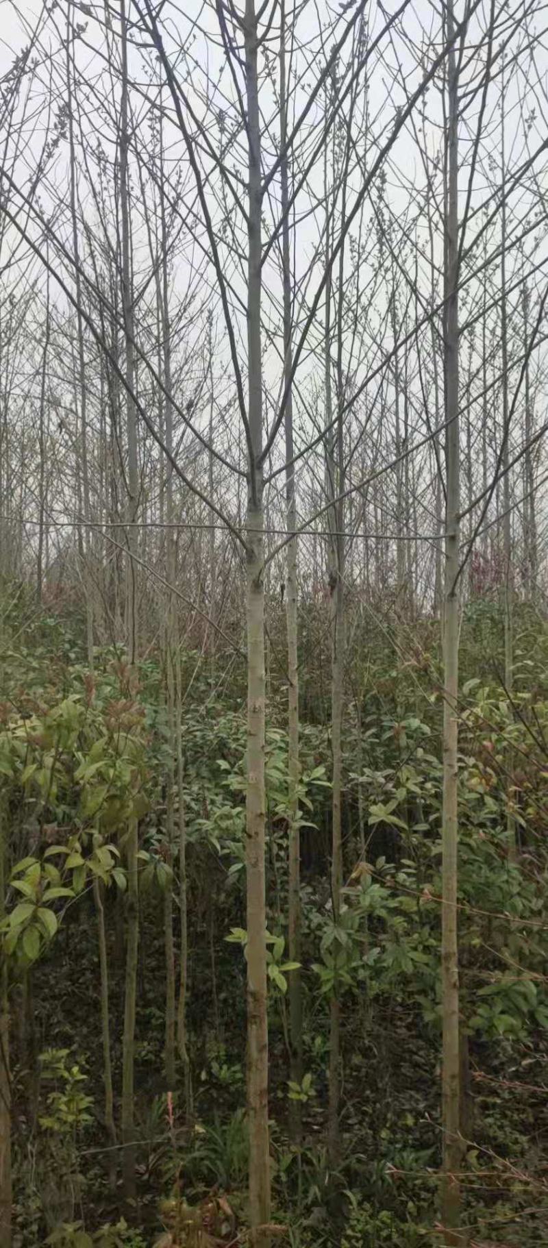喜树/绿化苗木/乔灌木/喜树树苗/喜树种苗/喜树林木