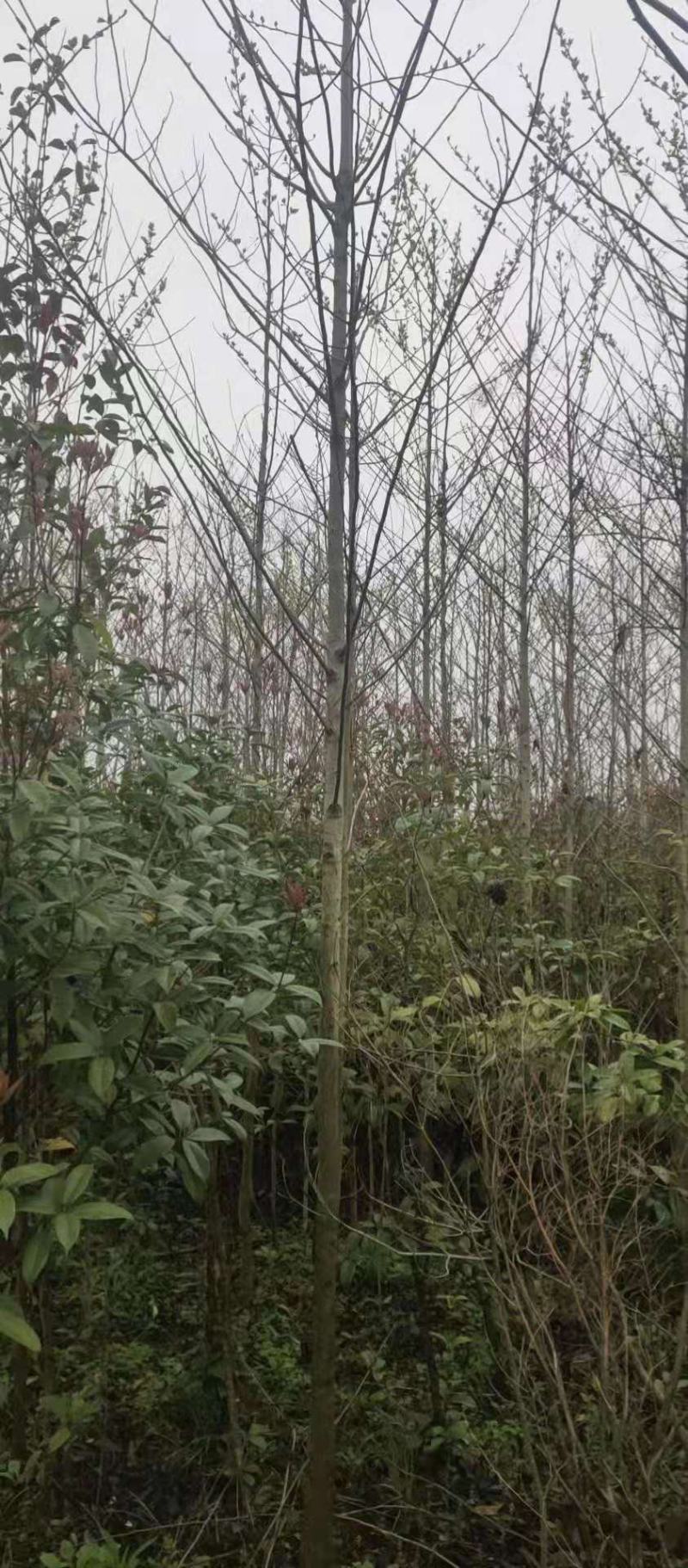 喜树/绿化苗木/乔灌木/喜树树苗/喜树种苗/喜树林木