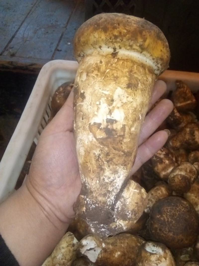 新鲜的杉木松茸(全国包邮)