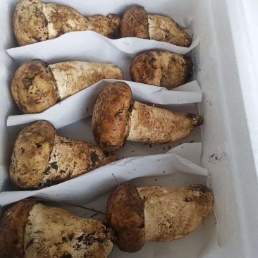 新鲜的杉木松茸(全国包邮)