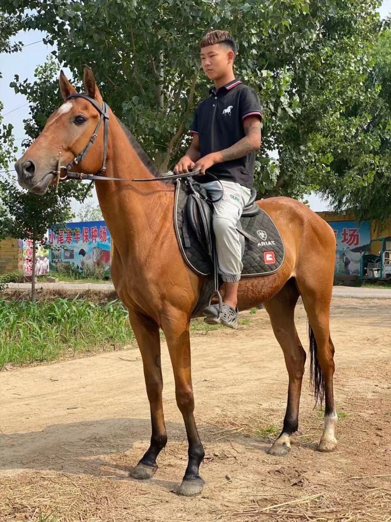 骑乘大马马活体训练好能骑的马养马场纯血