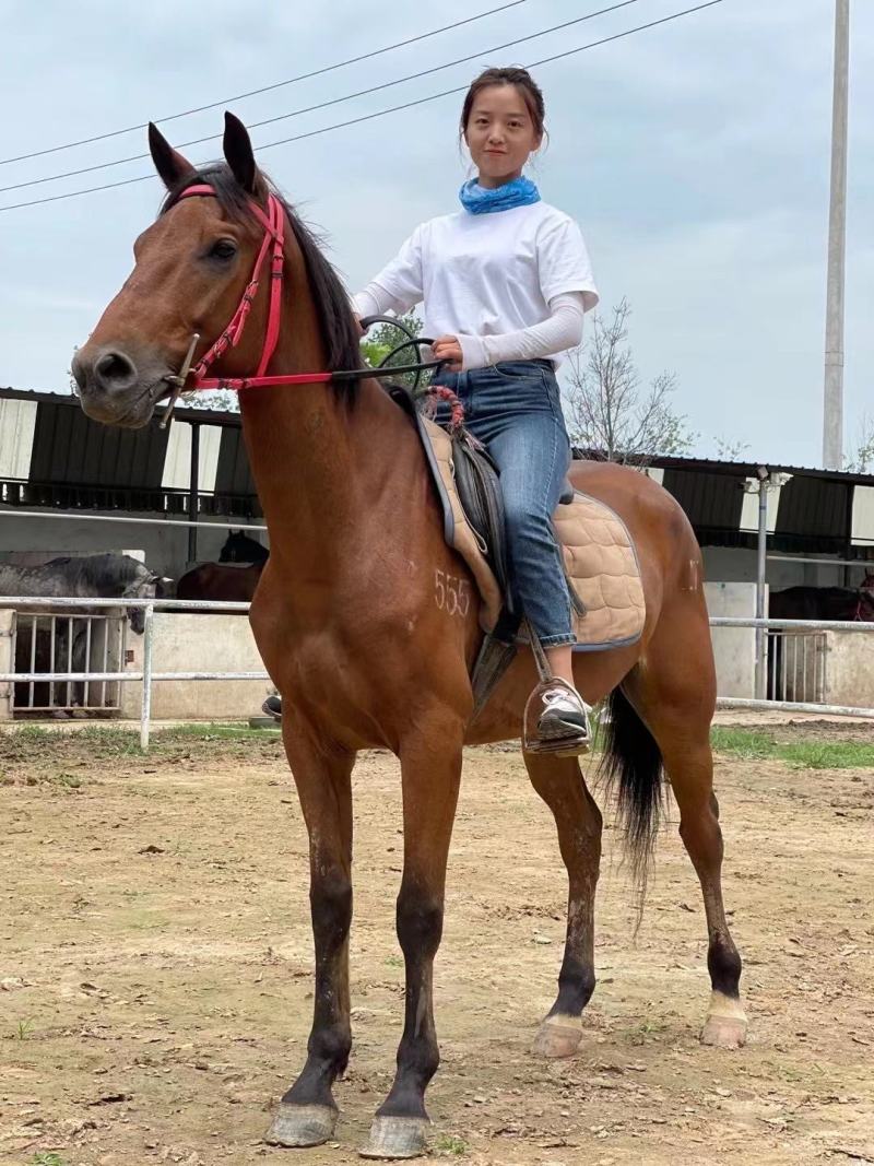 骑乘大马马活体训练好能骑的马养马场纯血
