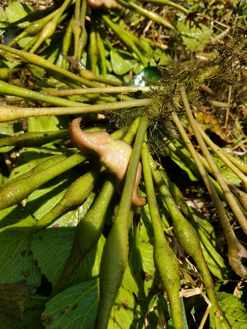 产地直发洪湖菱角新鲜菱角湖北特产现摘现发