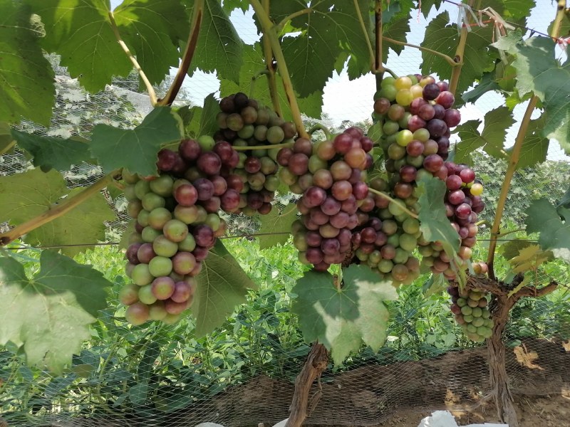 果汁厂罐头厂专用果青夏黑葡萄半红夏黑葡萄产区直采一手货源