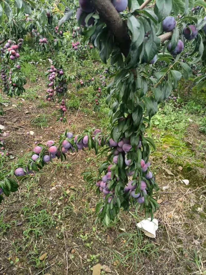 脆红李