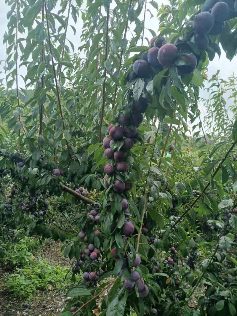 脆红李