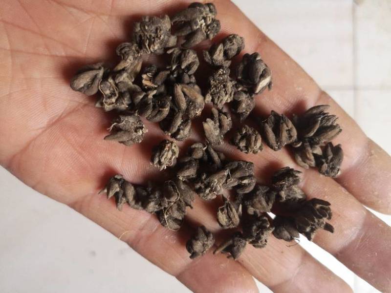 中国猫爪草之乡新货水洗猫爪草批发直销