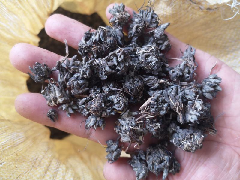 中国猫爪草之乡新货水洗猫爪草批发直销