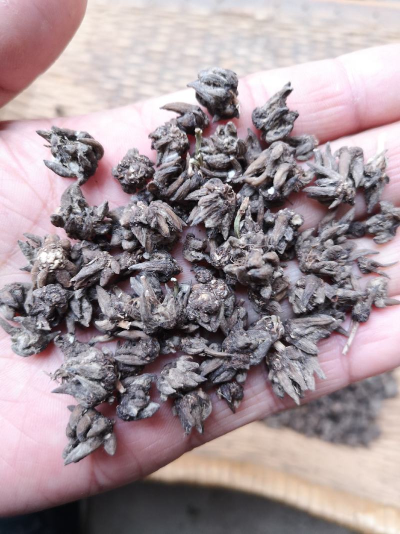 中国猫爪草之乡新货水洗猫爪草批发直销