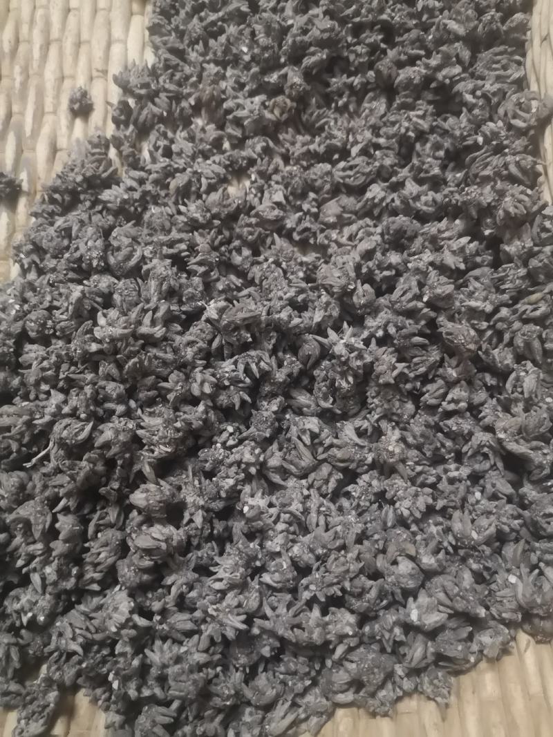 中国猫爪草之乡新货水洗猫爪草批发直销