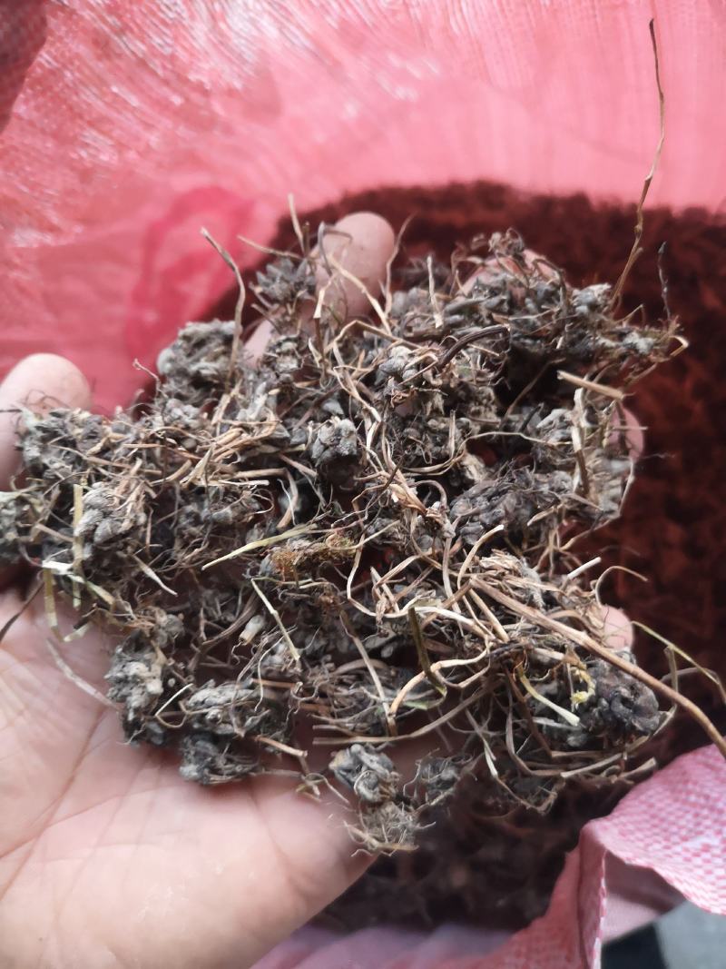 中国猫爪草之乡新货水洗猫爪草批发直销