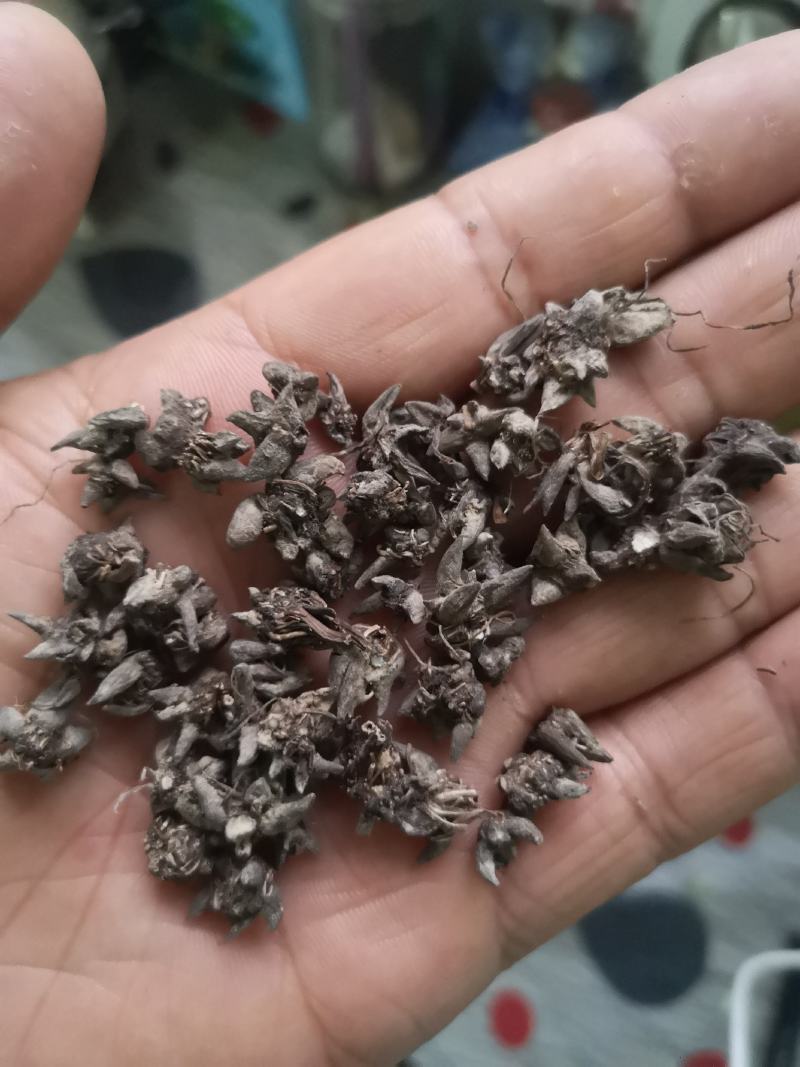 中国猫爪草之乡新货水洗猫爪草批发直销