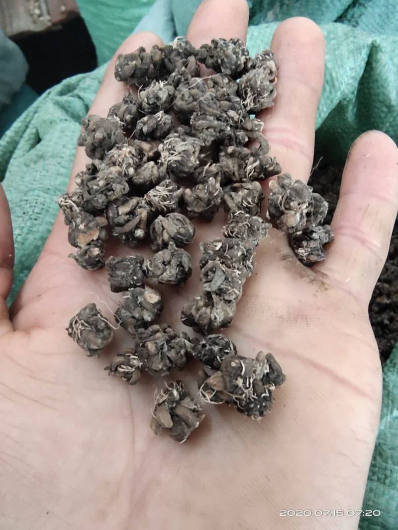 中国猫爪草之乡新货水洗猫爪草批发直销