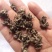 中国猫爪草之乡新货水洗猫爪草批发直销