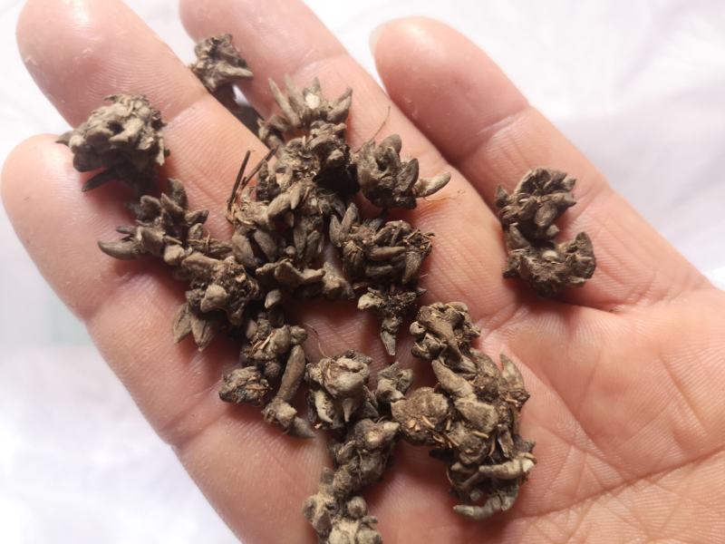 中国猫爪草之乡新货水洗猫爪草批发直销