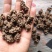 中国猫爪草之乡新货水洗猫爪草批发直销