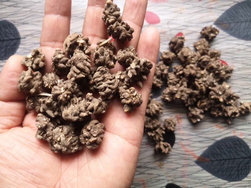 中国猫爪草之乡新货水洗猫爪草批发直销