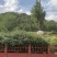 1米到1.5米云杉各类规格应有尽宁夏固原市泾源县