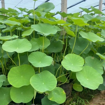 水生植物荷花盆栽净化水源美化环境绿化专用品种观赏荷花