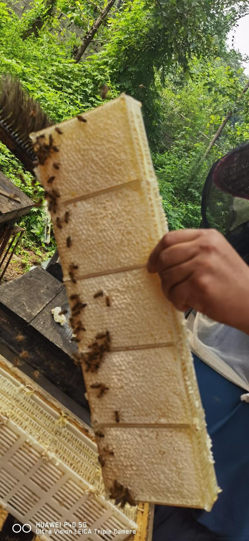 【优选】2023纯蜂蜜蜂巢蜜封盖率95以上蜂场直供。