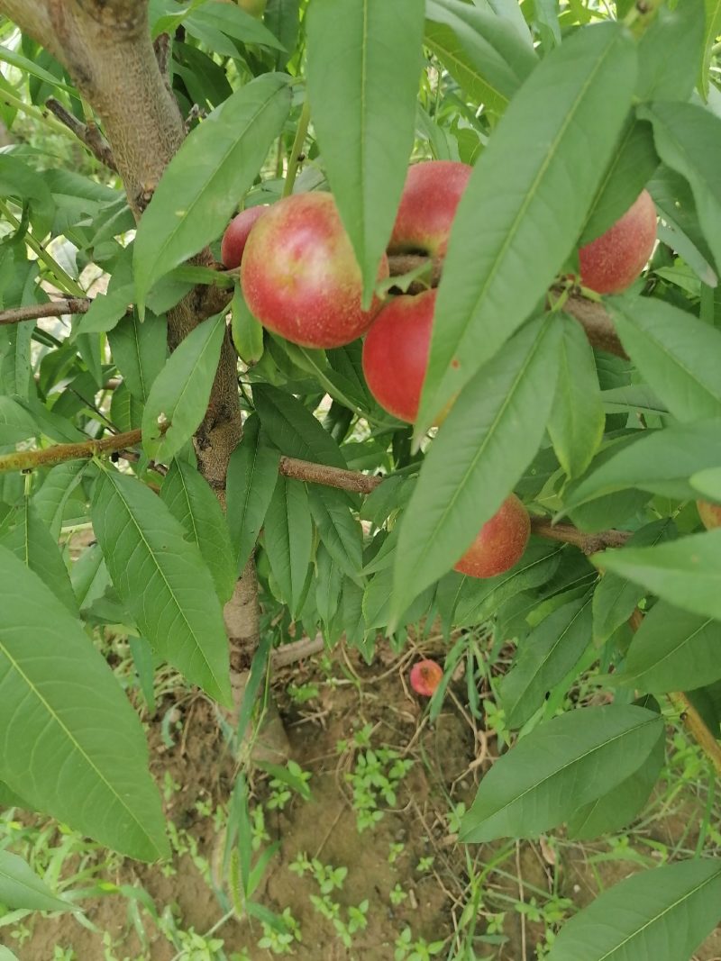 珍珠枣油桃
