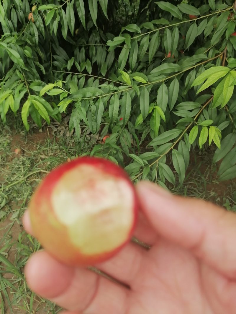 珍珠枣油桃