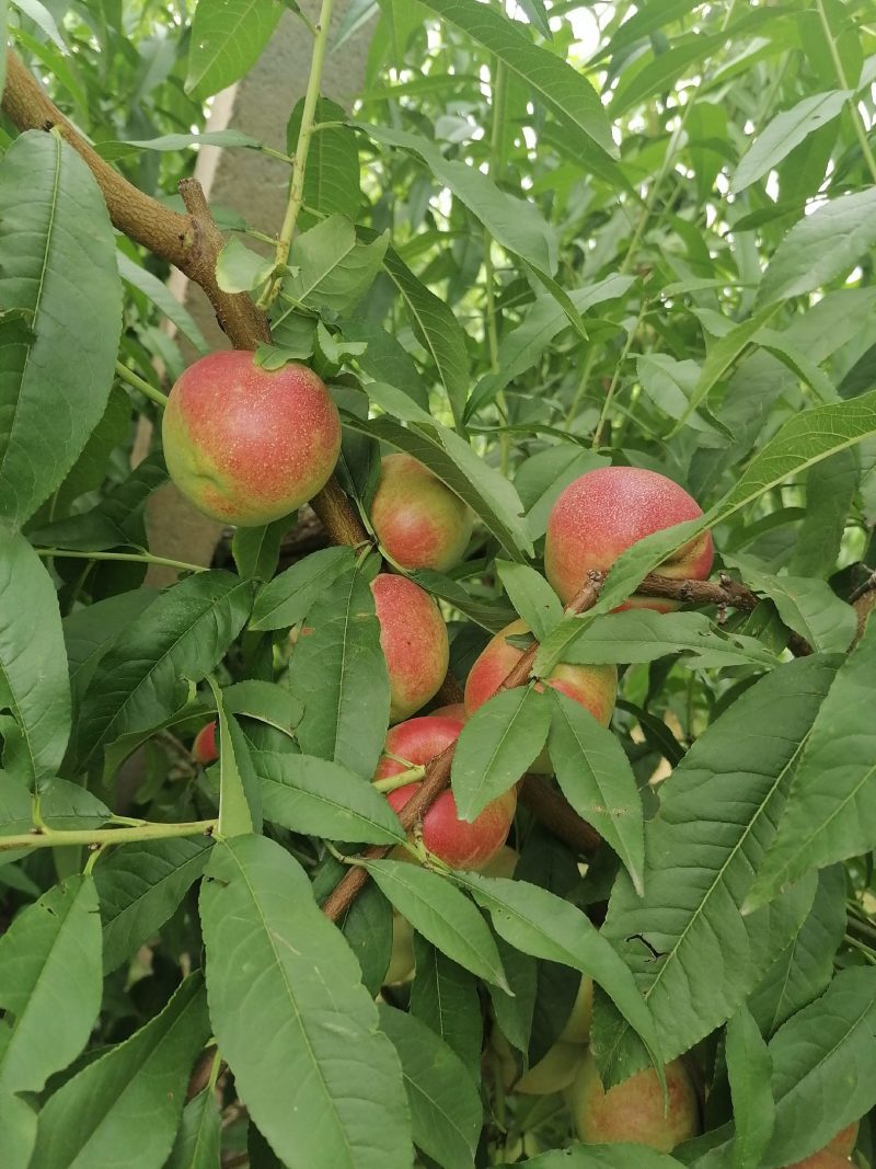 珍珠枣油桃