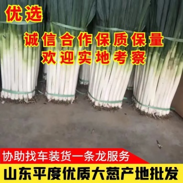 大葱铁杆大葱平度大葱山东平度大葱产地直销