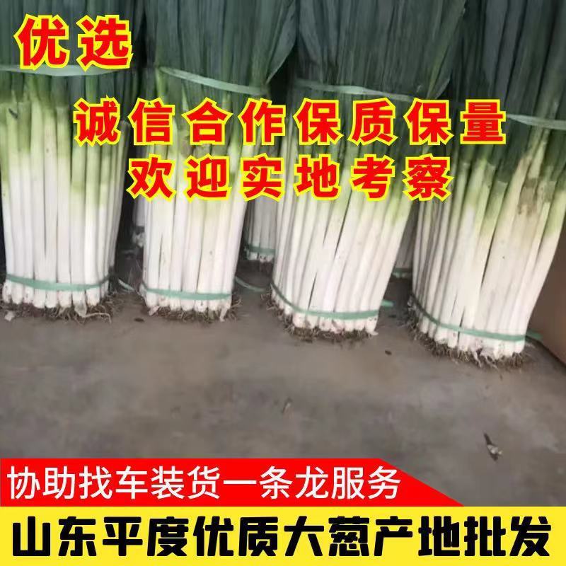 大葱铁杆大葱平度大葱山东平度大葱产地直销