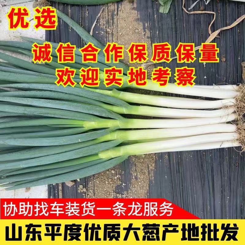正宗山东大葱新鲜铁杆长葱量大无忧