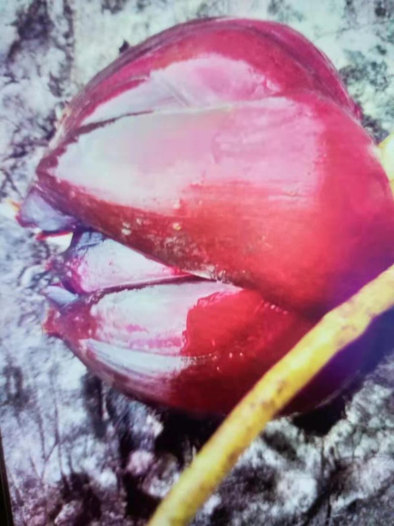 真正野生白合—红皮—白花