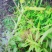 真正野生白合—红皮—白花