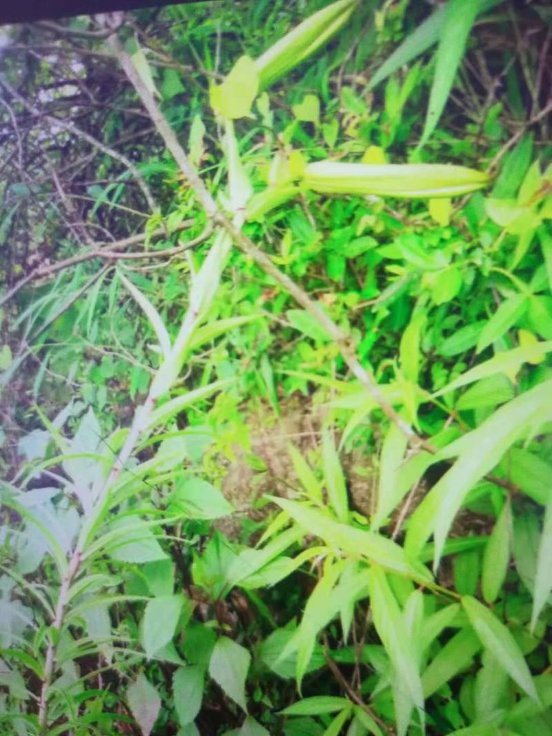 真正野生白合—红皮—白花