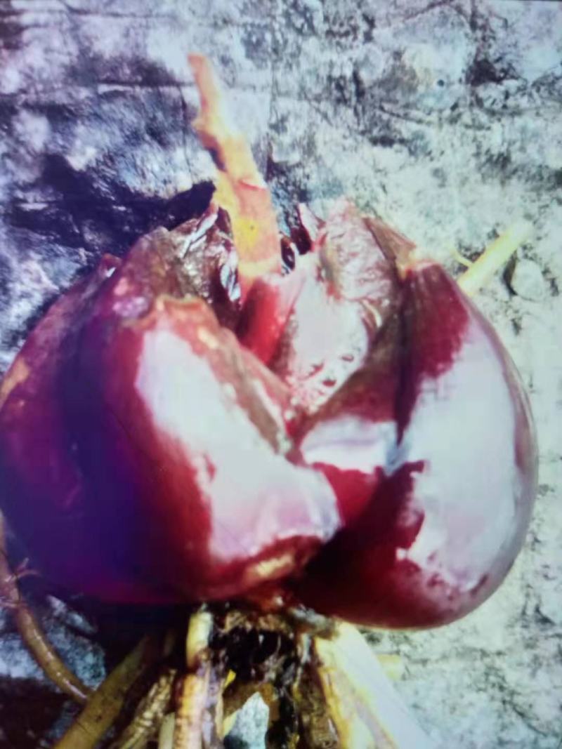 真正野生白合—红皮—白花