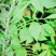 真正野生白合—红皮—白花