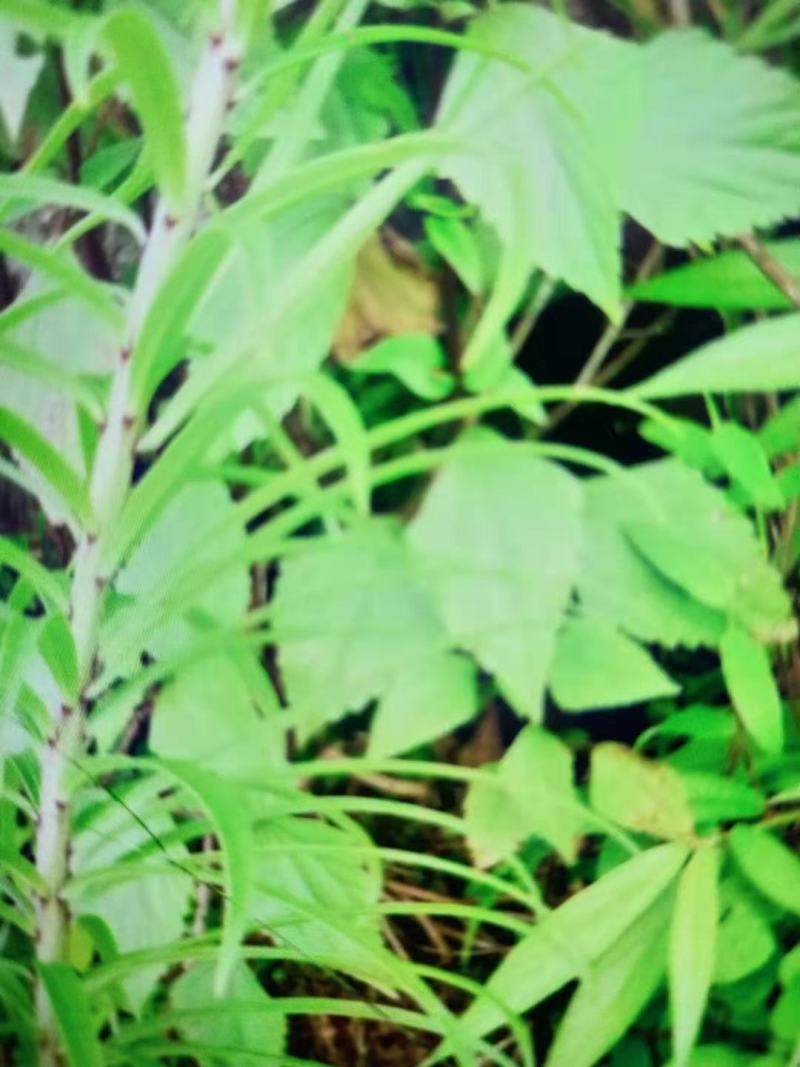 真正野生白合—红皮—白花
