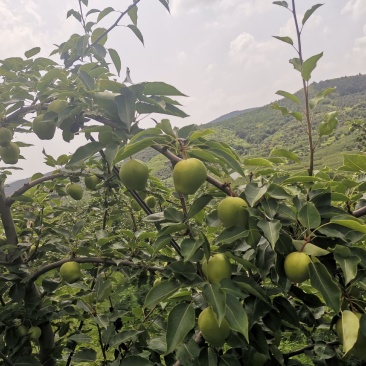 安山海城早酥梨大量上市欢迎选购