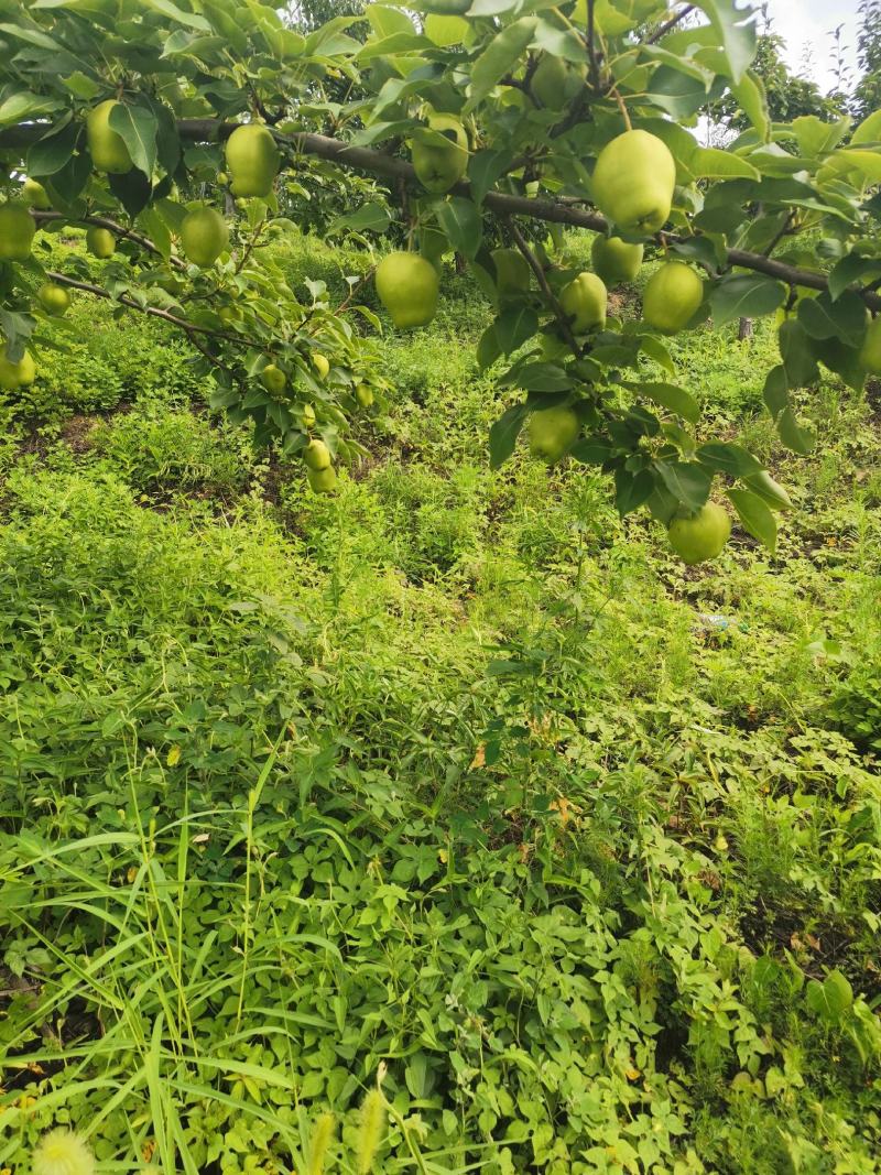 安山海城早酥梨大量上市欢迎选购