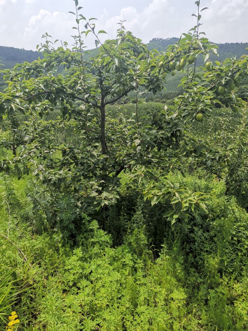 安山海城早酥梨大量上市欢迎选购