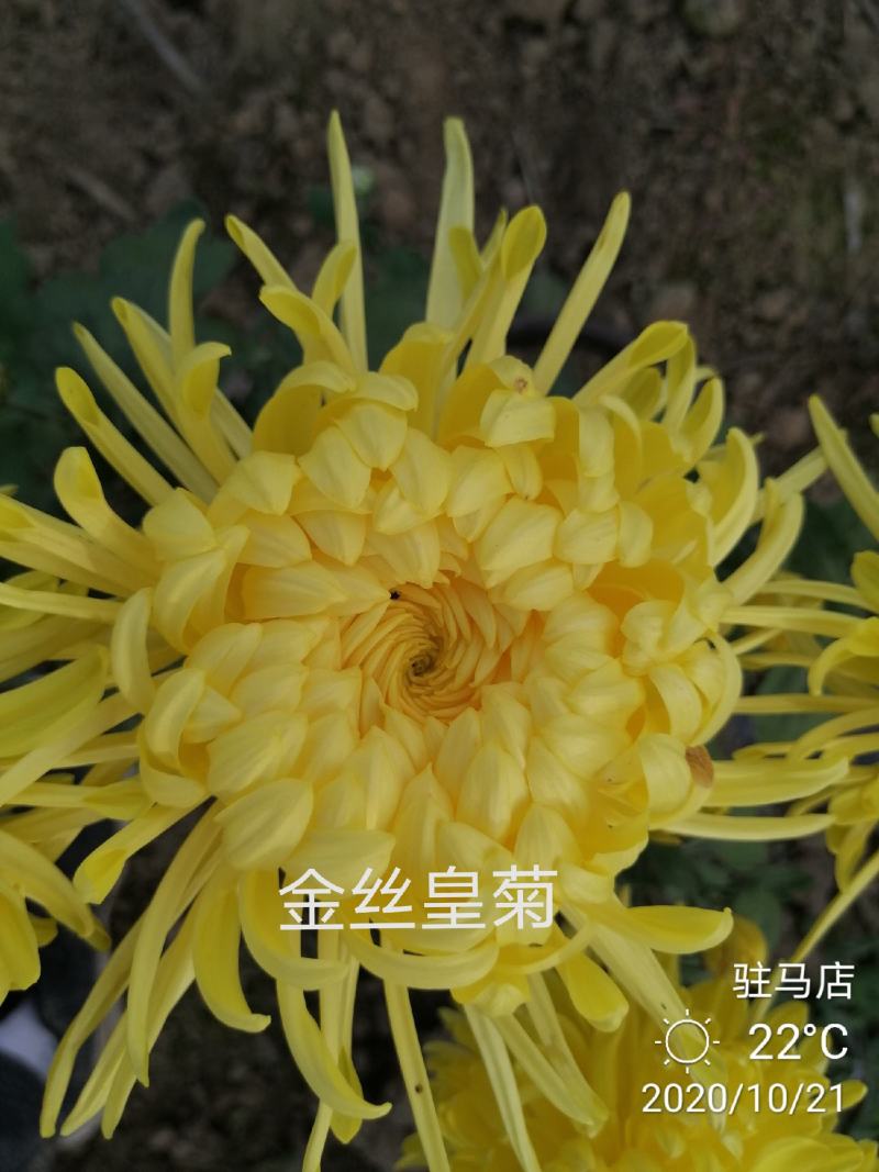 基地直销观赏菊花盆景花卉鲜花除甲醛
