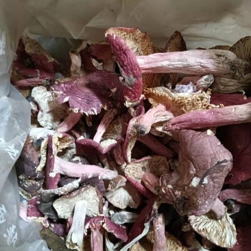 红菇