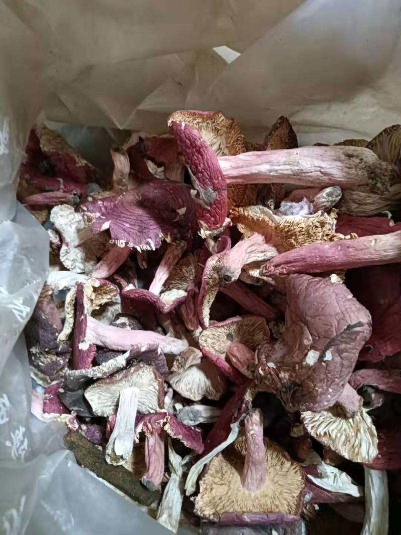 红菇