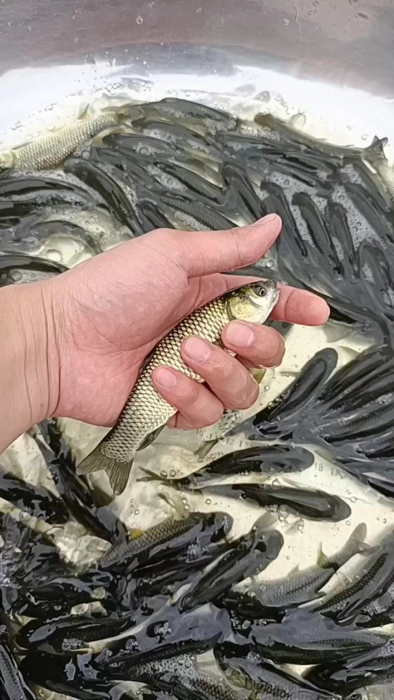 杂交良种草鱼苗，抗病毒质量保证，打过疫苗针高效率苗场直供