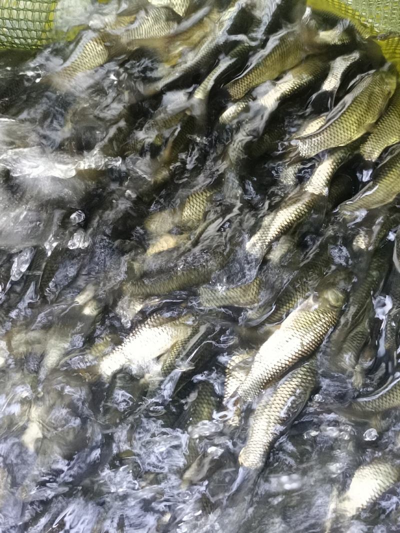 杂交良种草鱼苗，抗病毒质量保证，打过疫苗针高效率苗场直供
