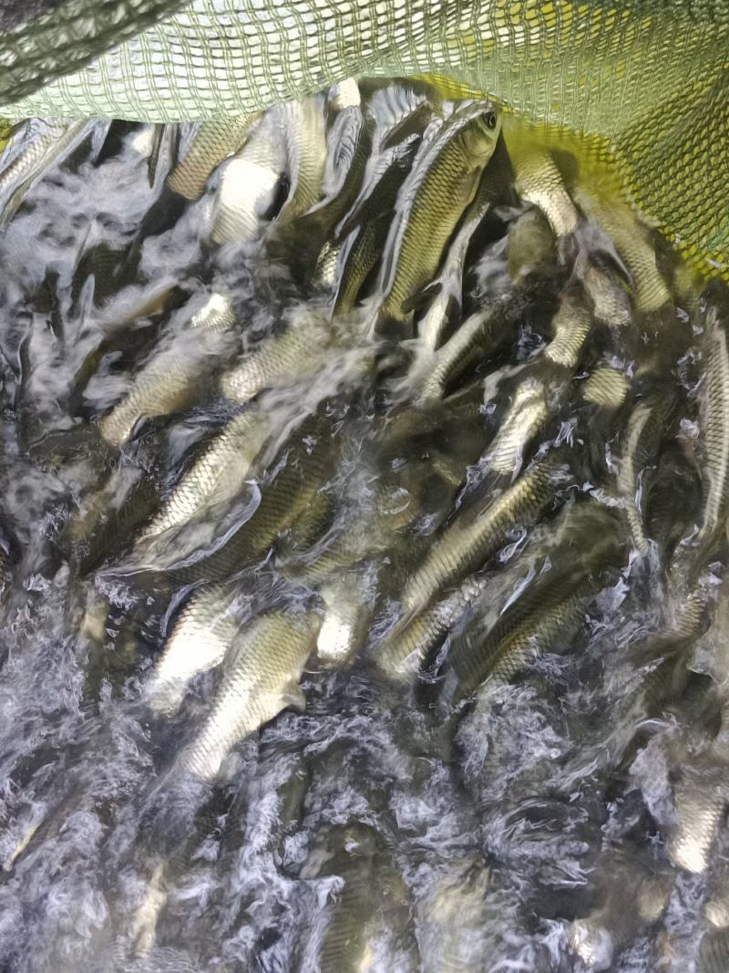 杂交良种草鱼苗，抗病毒质量保证，打过疫苗针高效率苗场直供