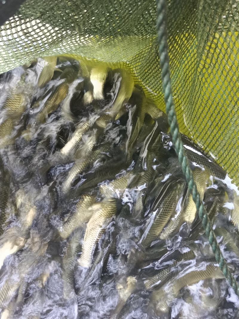 杂交良种草鱼苗，抗病毒质量保证，打过疫苗针高效率苗场直供